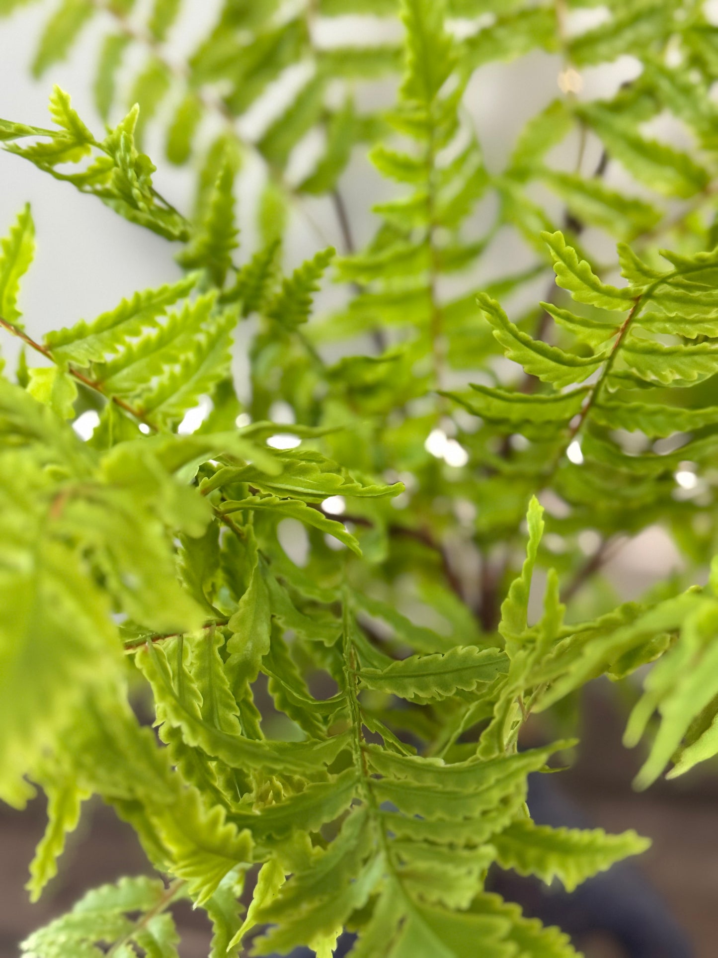 Close-up of a green fern plant with a blurred background