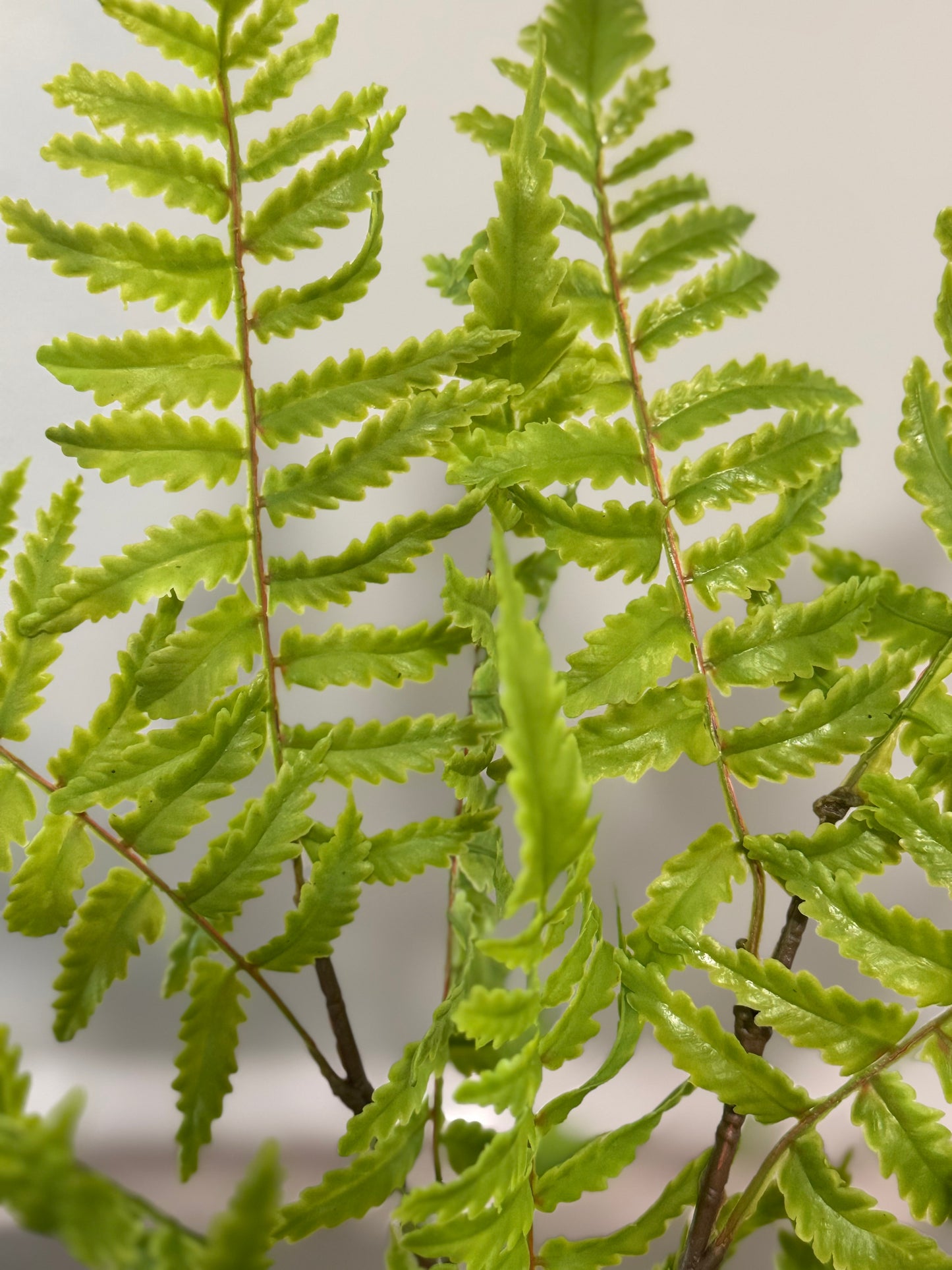 Close-up of a green fern plant against a light gray background