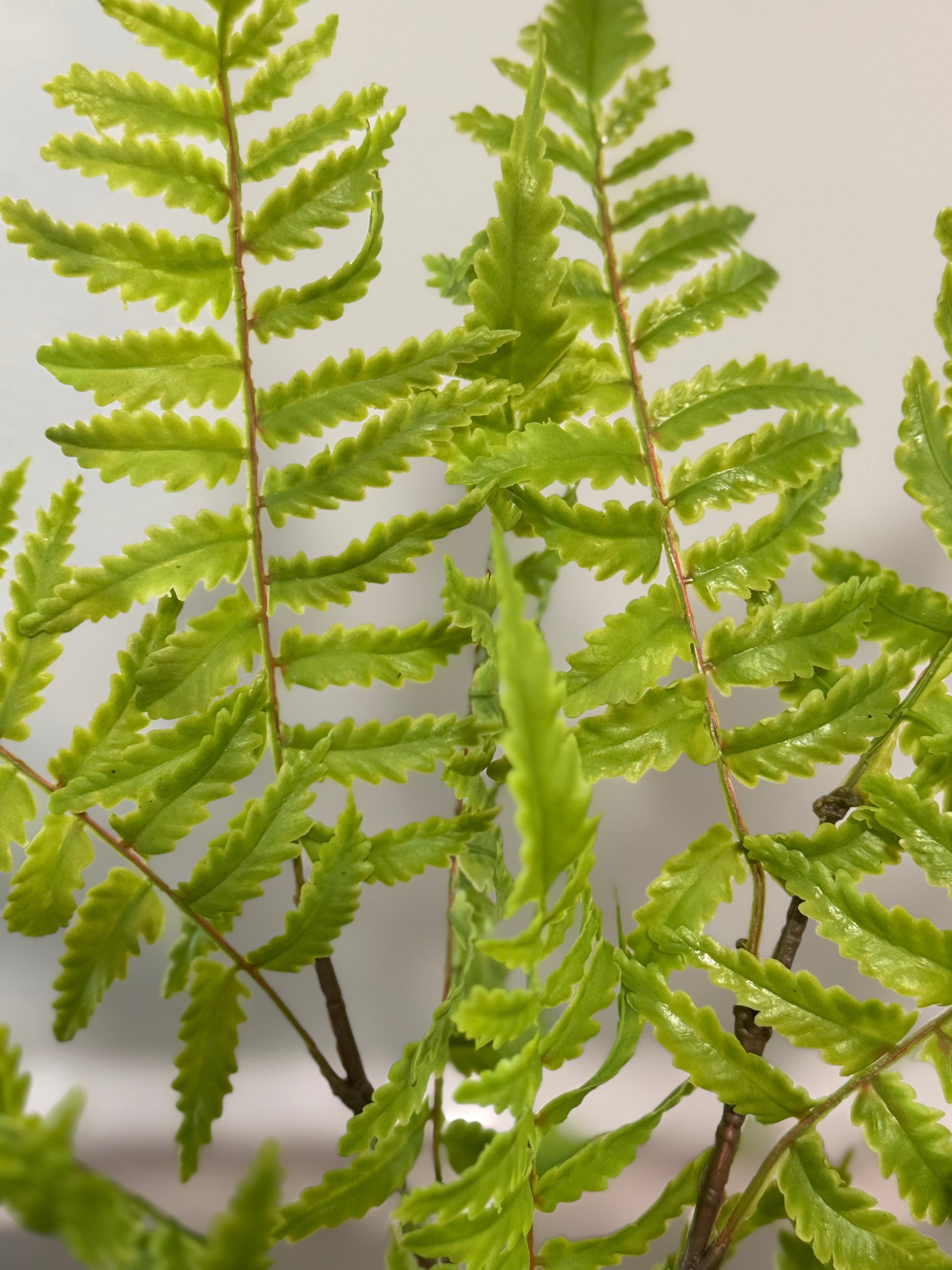 Close-up of a green fern plant against a light gray background