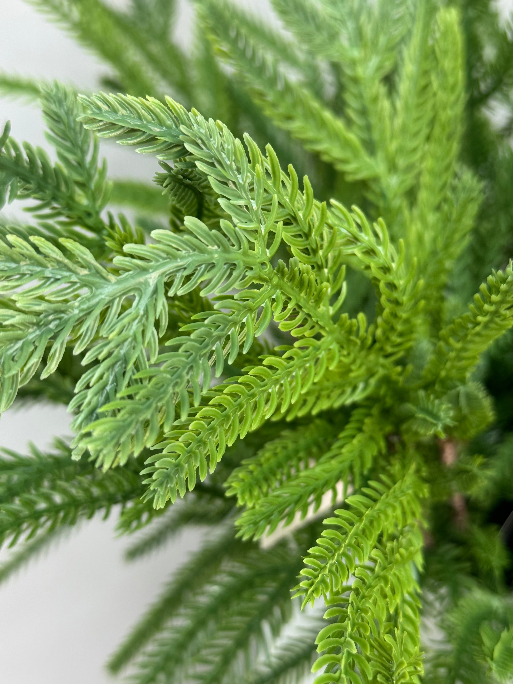 Close up of the Norfolk Pine Pick branches