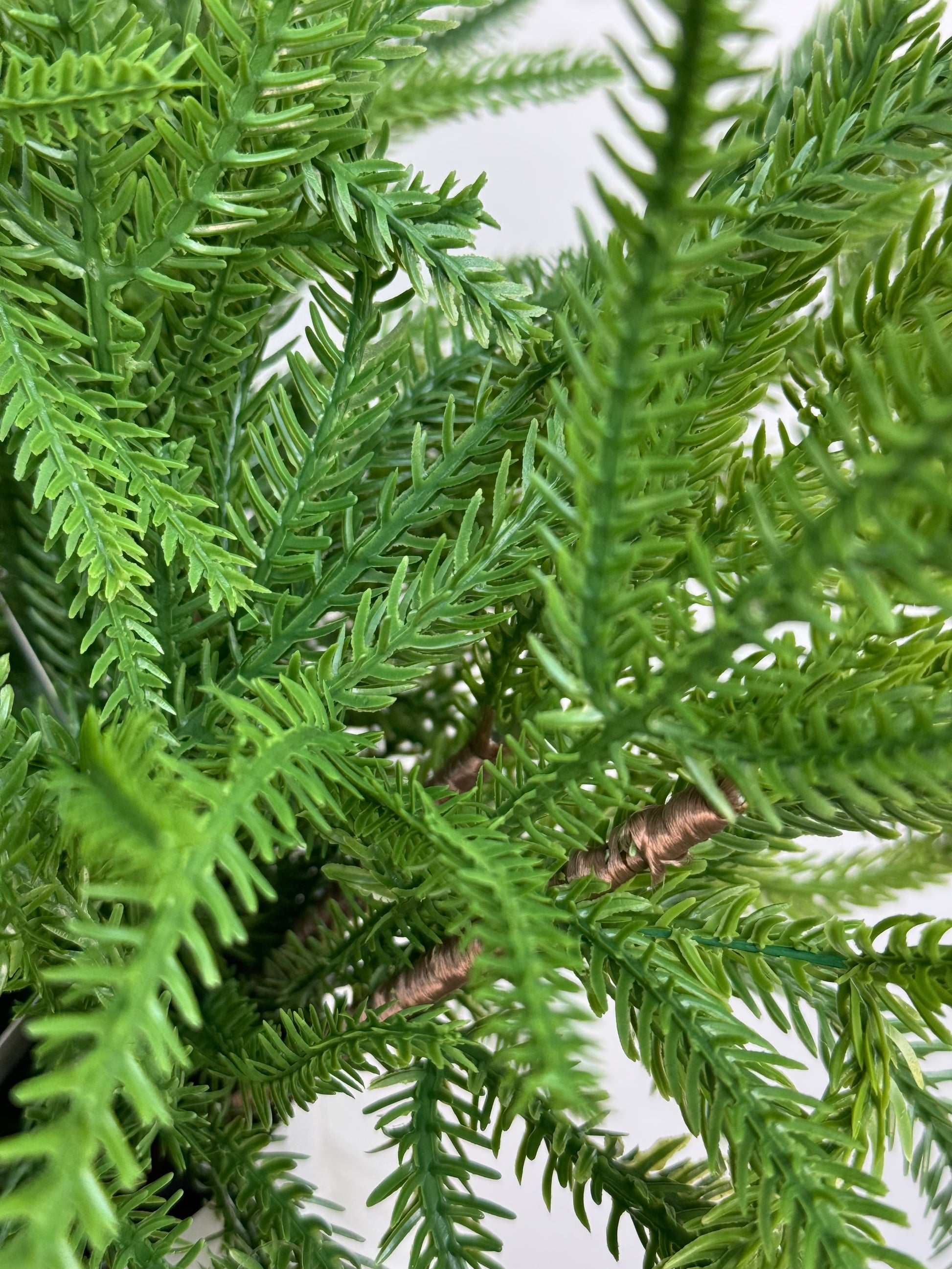 Close up of the Norfolk Pine Pick branches