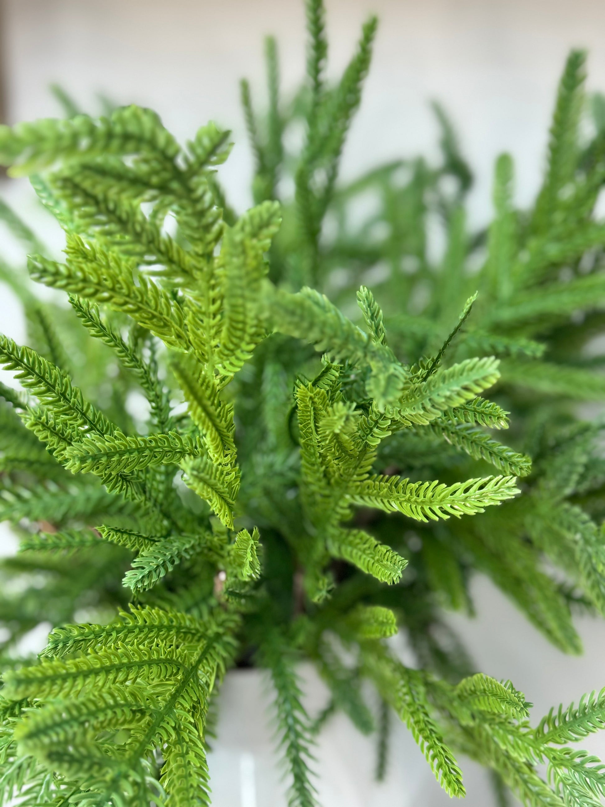 Close up of the Norfolk Pine Pick branches