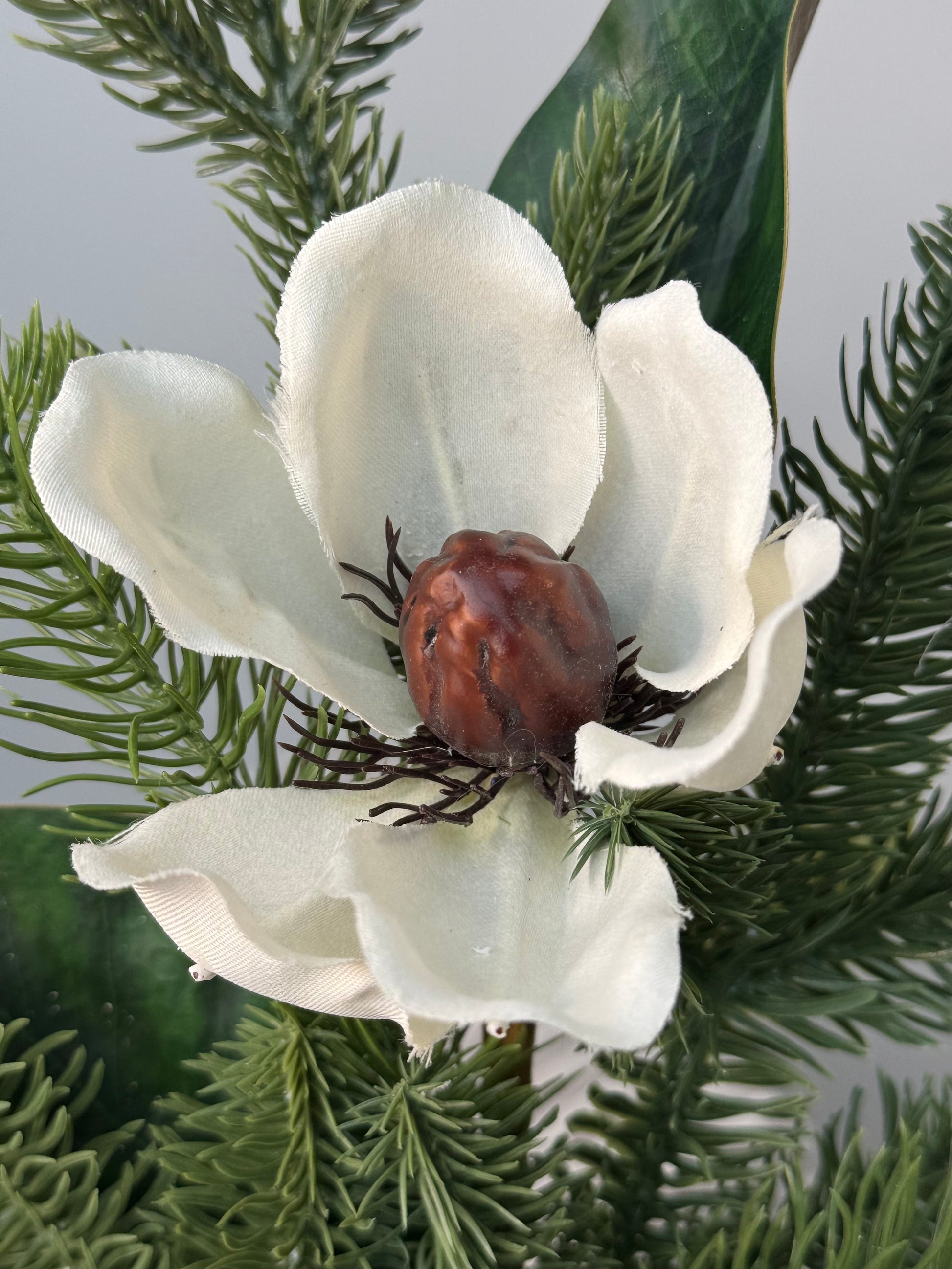 close up of the magnolia bloom with pine branches in the background