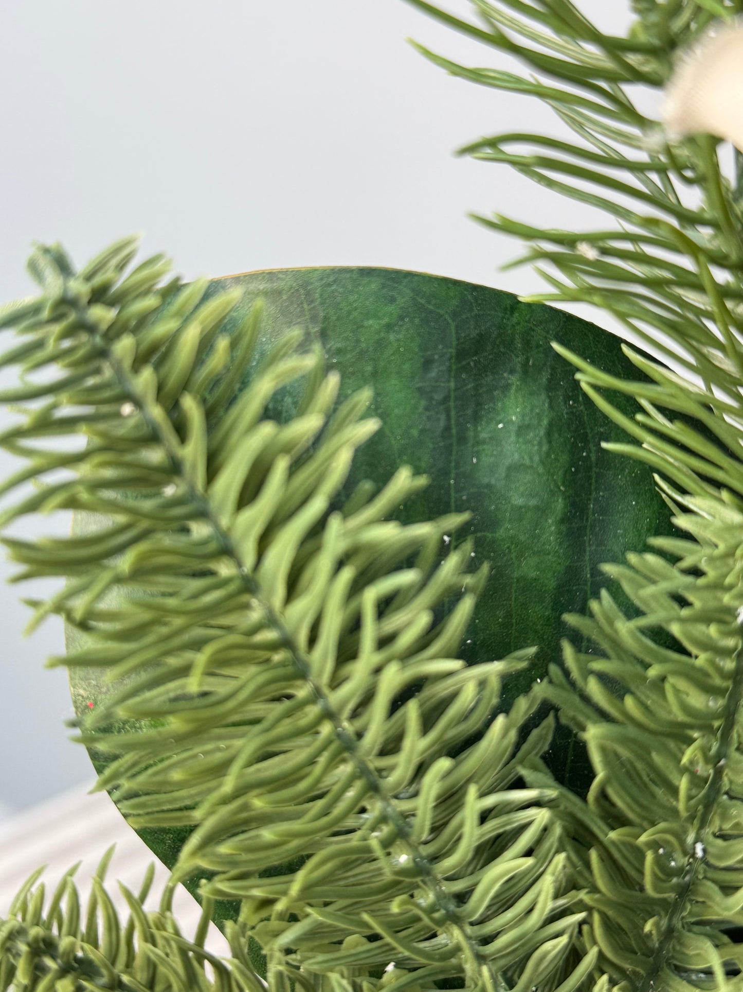 close up of the pine branches