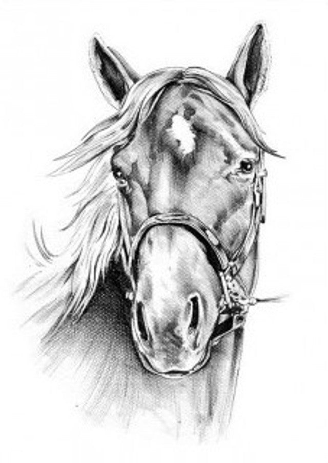 Paper Designs Black and White Horse-A2