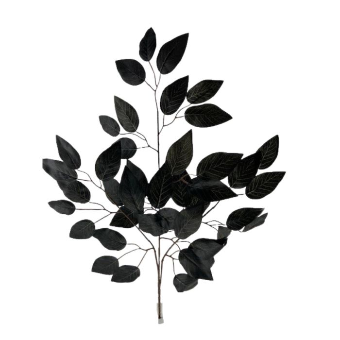 Ficus Spray