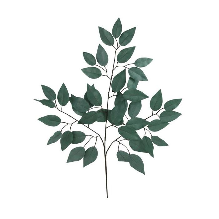 Ficus Spray