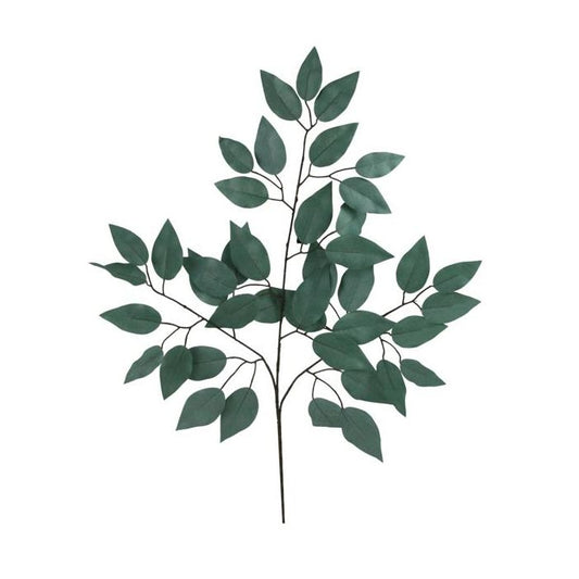 Ficus Spray