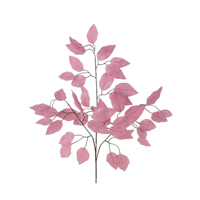 Ficus Spray